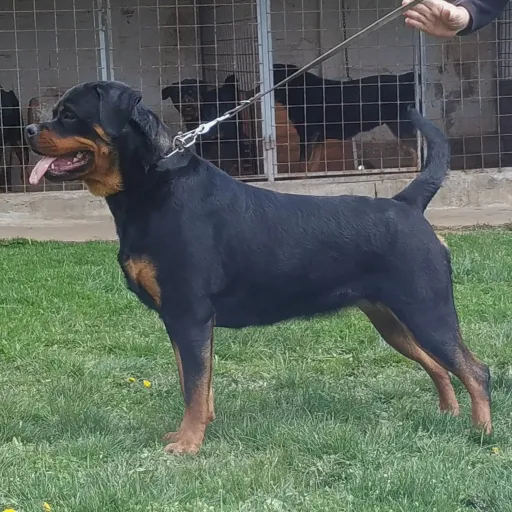 Ava Forst From Isiweill Rottweilers Kene